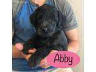 Labradoodle Puppy for sale in Halifax, PA, USA