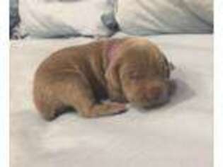 Weimaraner Puppy for sale in Belton, SC, USA