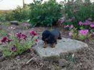 Cavalier King Charles Spaniel Puppy for sale in Ava, IL, USA