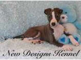 Italian Greyhound Puppy for sale in Rockwell City, IA, USA