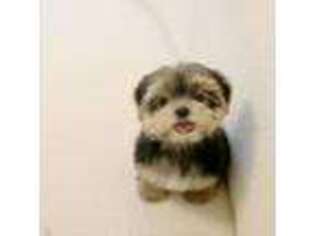 Yorkshire Terrier Puppy for sale in Wellesley, MA, USA