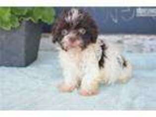 Havanese Puppy for sale in Cleveland, OH, USA