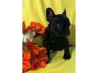 French Bulldog Puppy for sale in Portland, ME, USA