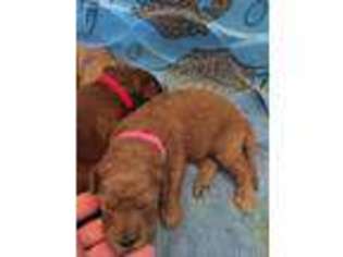 Goldendoodle Puppy for sale in Wakeman, OH, USA