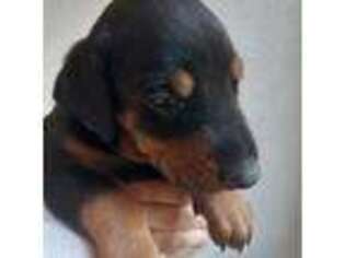 Doberman Pinscher Puppy for sale in Killeen, TX, USA
