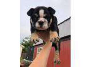 Bulldog Puppy for sale in Cambridge, OH, USA