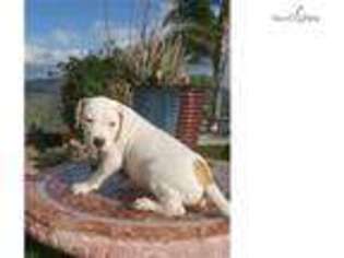 American Bulldog Puppy for sale in San Diego, CA, USA