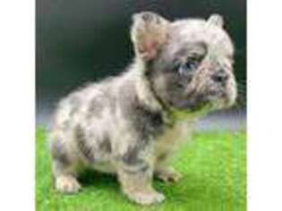 French Bulldog Puppy for sale in Frostproof, FL, USA