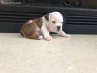 Bulldog Puppy for sale in Birmingham, AL, USA