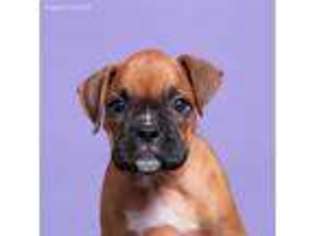 Boxer Puppy for sale in Magnolia, TX, USA