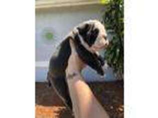 Bulldog Puppy for sale in Sarasota, FL, USA