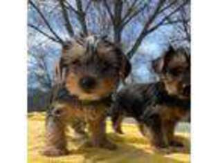 Yorkshire Terrier Puppy for sale in Whittier, NC, USA