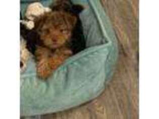 Yorkshire Terrier Puppy for sale in Floresville, TX, USA