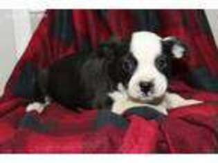 Boston Terrier Puppy for sale in Fort Plain, NY, USA