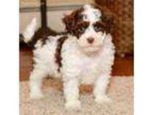 Poovanese Puppy for sale in Bluffton, IN, USA