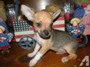 Bulldog Puppy for sale in DECATUR, TN, USA