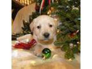 Labrador Retriever Puppy for sale in Middleburg, VA, USA