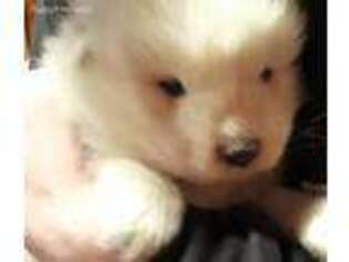 Samoyed Puppy for sale in Lone Jack, MO, USA