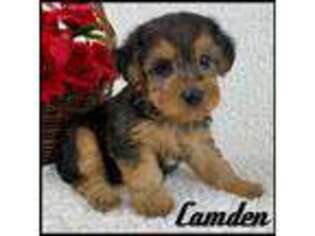 Yorkshire Terrier Puppy for sale in Kokomo, MS, USA