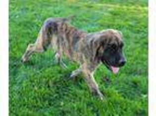 Mastiff Puppy for sale in Arthur, IL, USA