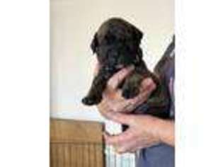 Bullmastiff Puppy for sale in Godley, TX, USA