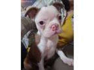 Boston Terrier Puppy for sale in Manchester, IA, USA