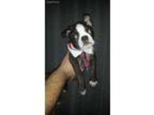 Boston Terrier Puppy for sale in Genoa City, WI, USA