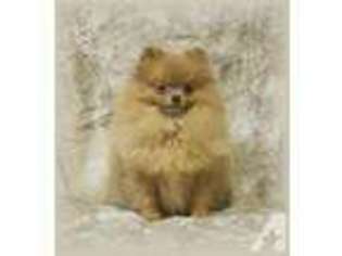 Pomeranian Puppy for sale in HOMER, LA, USA