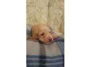 Dachshund Puppy for sale in Huntertown, IN, USA