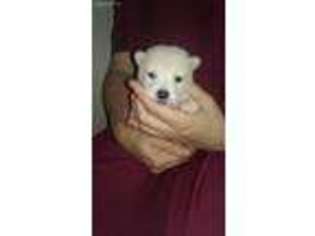 Shiba Inu Puppy for sale in Harrison, AR, USA