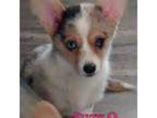 Pembroke Welsh Corgi Puppy for sale in Apple Valley, CA, USA