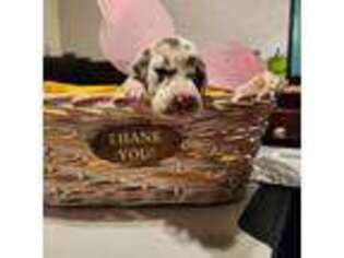 Great Dane Puppy for sale in Hollywood, FL, USA