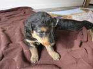 Airedale Terrier Puppy for sale in Lupton, MI, USA