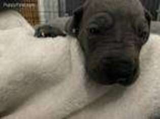 Great Dane Puppy for sale in Princeton, TX, USA
