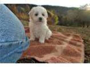 Bichon Frise Puppy for sale in Charlottesville, VA, USA