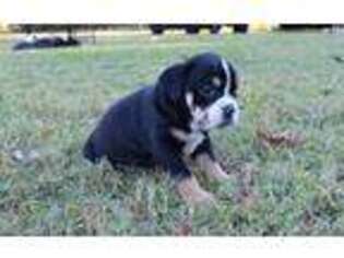 Olde English Bulldogge Puppy for sale in Gravette, AR, USA