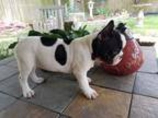 French Bulldog Puppy for sale in Cordell, OK, USA