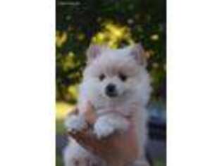 Pomeranian Puppy for sale in Boyds, MD, USA