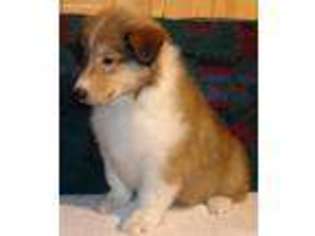 Collie Puppy for sale in Rexford, MT, USA