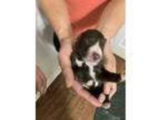 Mutt Puppy for sale in Huntingburg, IN, USA
