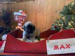 Mastiff Puppy for sale in Rimersburg, PA, USA