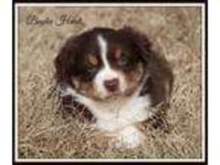 Miniature Australian Shepherd Puppy for sale in Kissee Mills, MO, USA