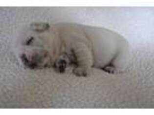 French Bulldog Puppy for sale in Fyffe, AL, USA