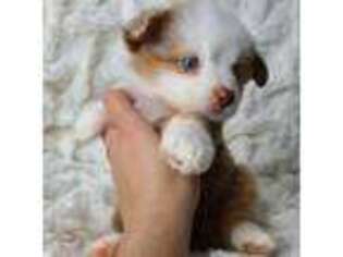 Australian Shepherd Puppy for sale in Fort Lauderdale, FL, USA