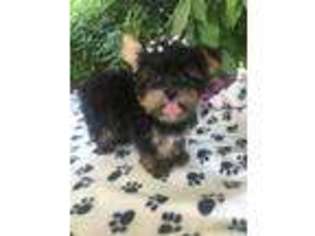 Yorkshire Terrier Puppy for sale in Pittsburg, TX, USA