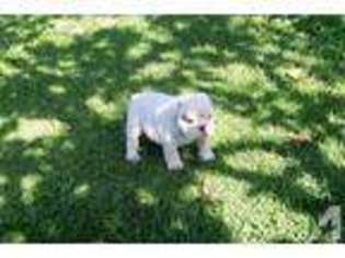 Bulldog Puppy for sale in PALM DESERT, CA, USA
