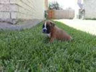 Boxer Puppy for sale in Katy, TX, USA
