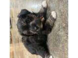 Mutt Puppy for sale in Calvert City, KY, USA
