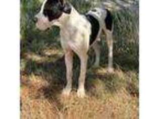 Great Dane Puppy for sale in Locust Grove, OK, USA