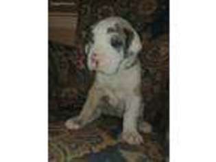 Great Dane Puppy for sale in Santaquin, UT, USA